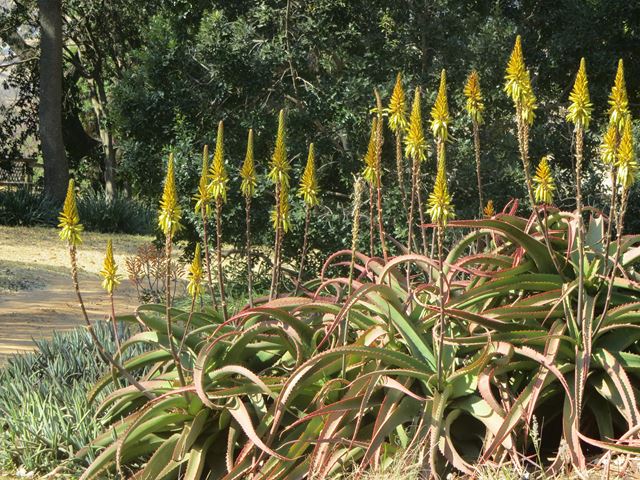 Aloe vanbaleni (3)